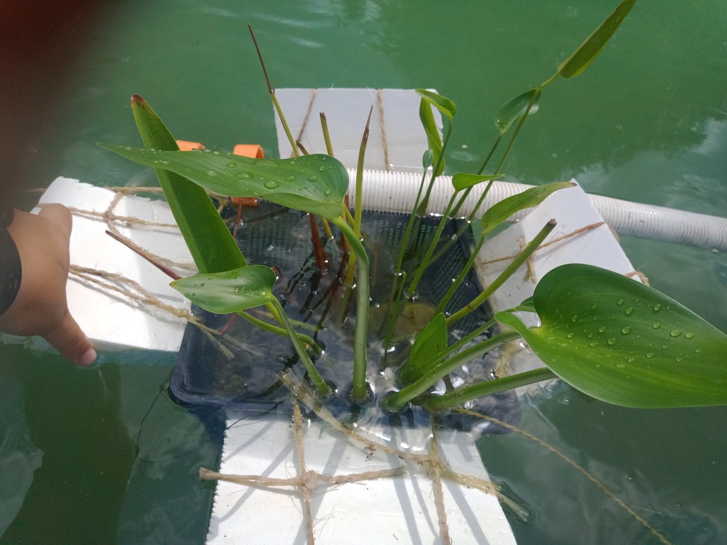 Customer photo review of PONTEDERIA CORDATA