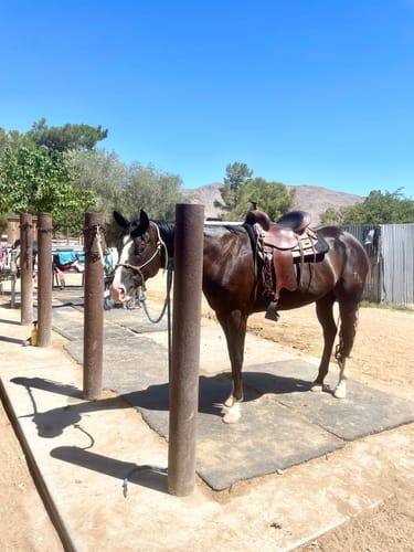 Customer photo review of Klassy Cowgirl Heavy Duty Felt Pad