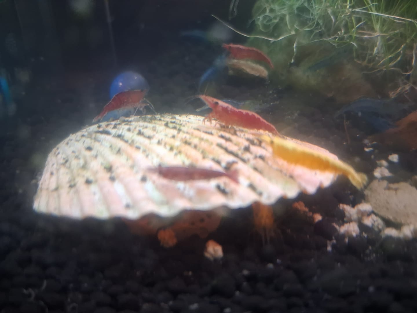 Customer photo review of Neon Yellow Shrimp "NEW"