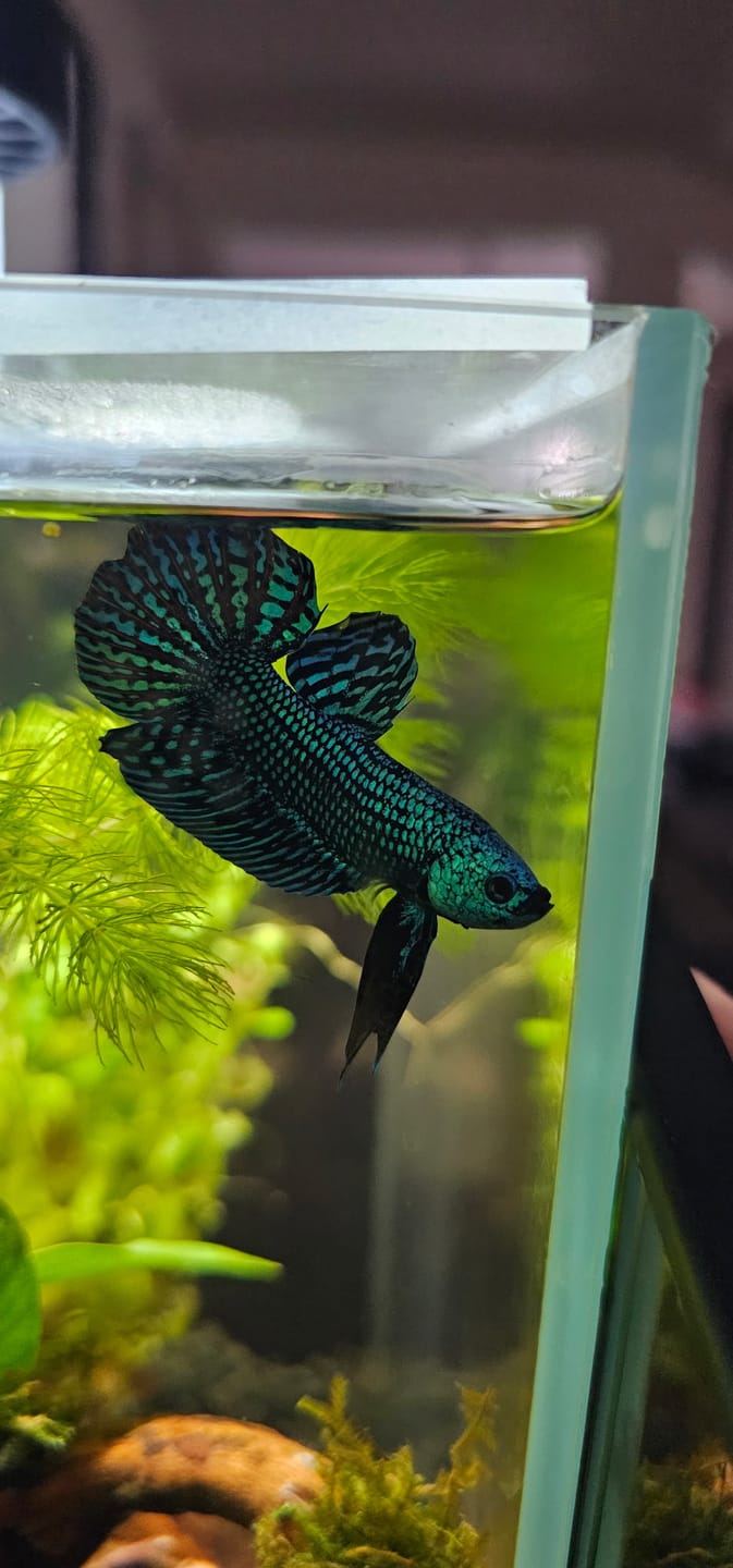 Customer photo review of Wild Alien Green Male Betta Fish
