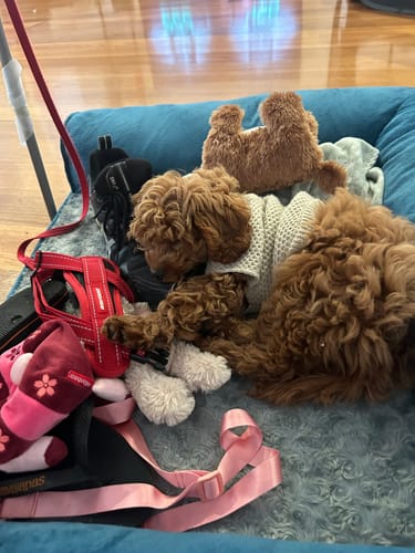 Customer photo review of Premium Pet Sofa Bed