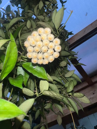 undefined review of Plant Food image 1 out of 1