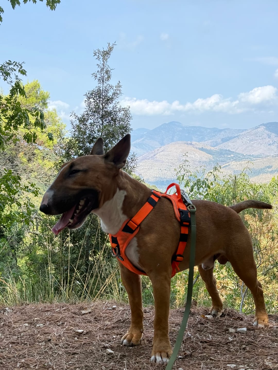Customer photo review of Anti Pull Harness | With Handle & Lighter | Hurricane Harness - Orange