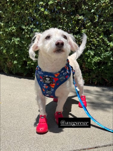 Customer photo review of WagWellies® Mojave