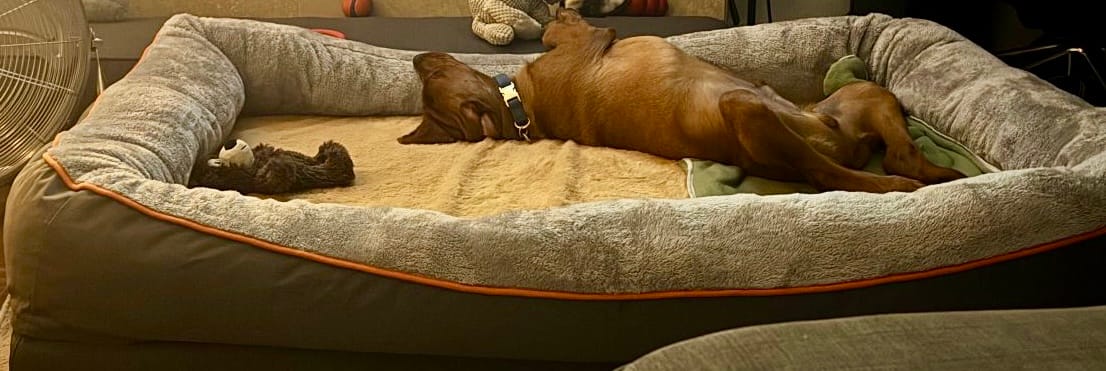 Customer photo review of 3XL Jumbo Orthopedic Dog Bed – Ultimate Comfort Foam Mat with Bolster & Removable Cover for Large Breeds