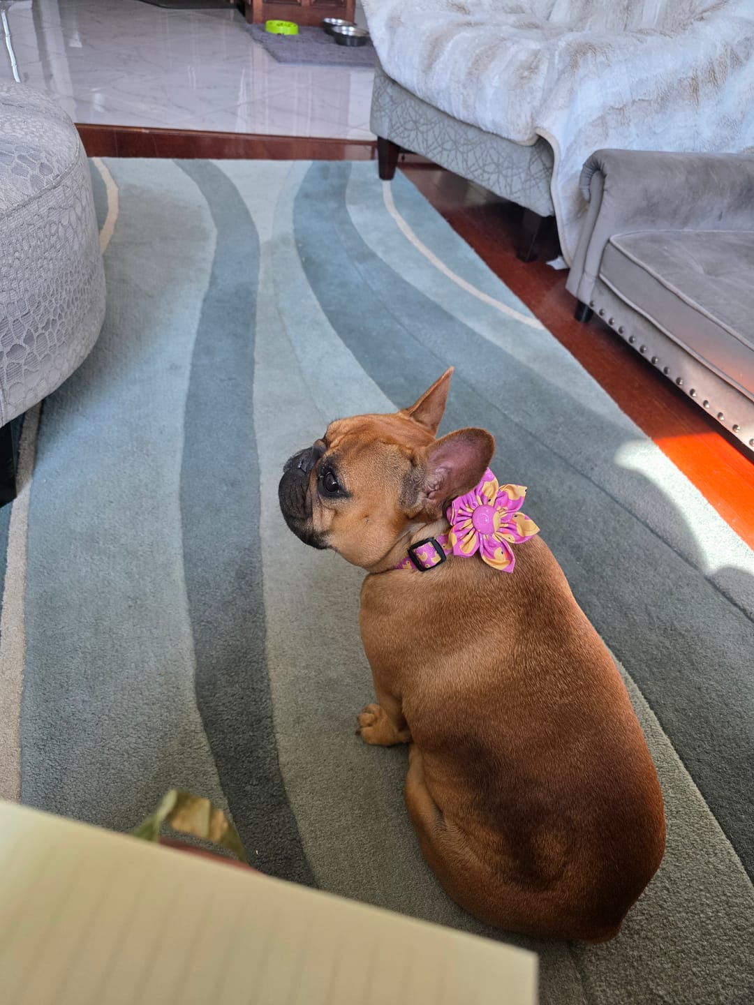 Customer photo review of Pink Rubber Ducky - Adventure Harness