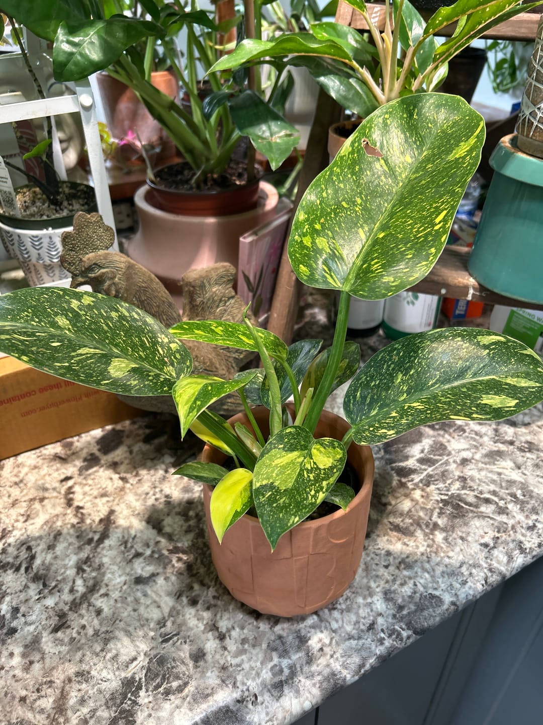Customer photo review of Philodendron 'Congo Nuclear'
