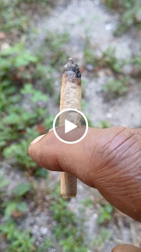 Customer video review of Zookies THCA Flower