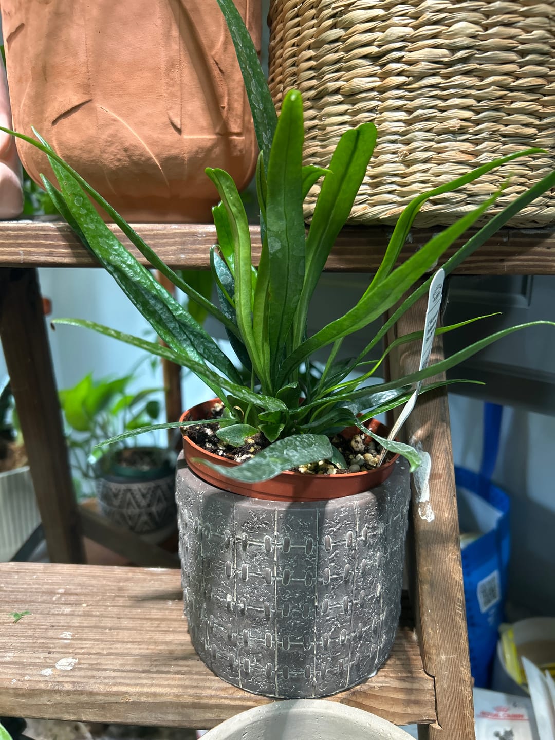 Customer photo review of Fern Microsorum thailandicum 'Blue Oil Fern'