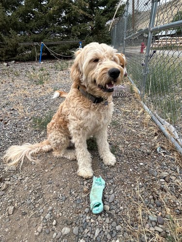 Customer photo review of Womens Rowan No Show Tab Lightweight Socks - Sea Glass