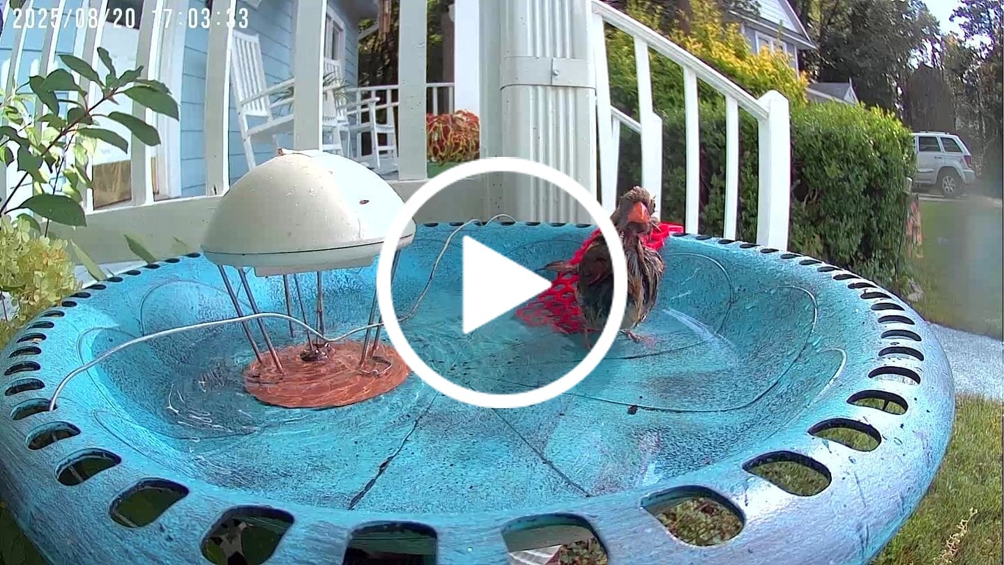 Customer video review of Birdfy Cam - Versatile Standalone Backyard Birdwatching Camera