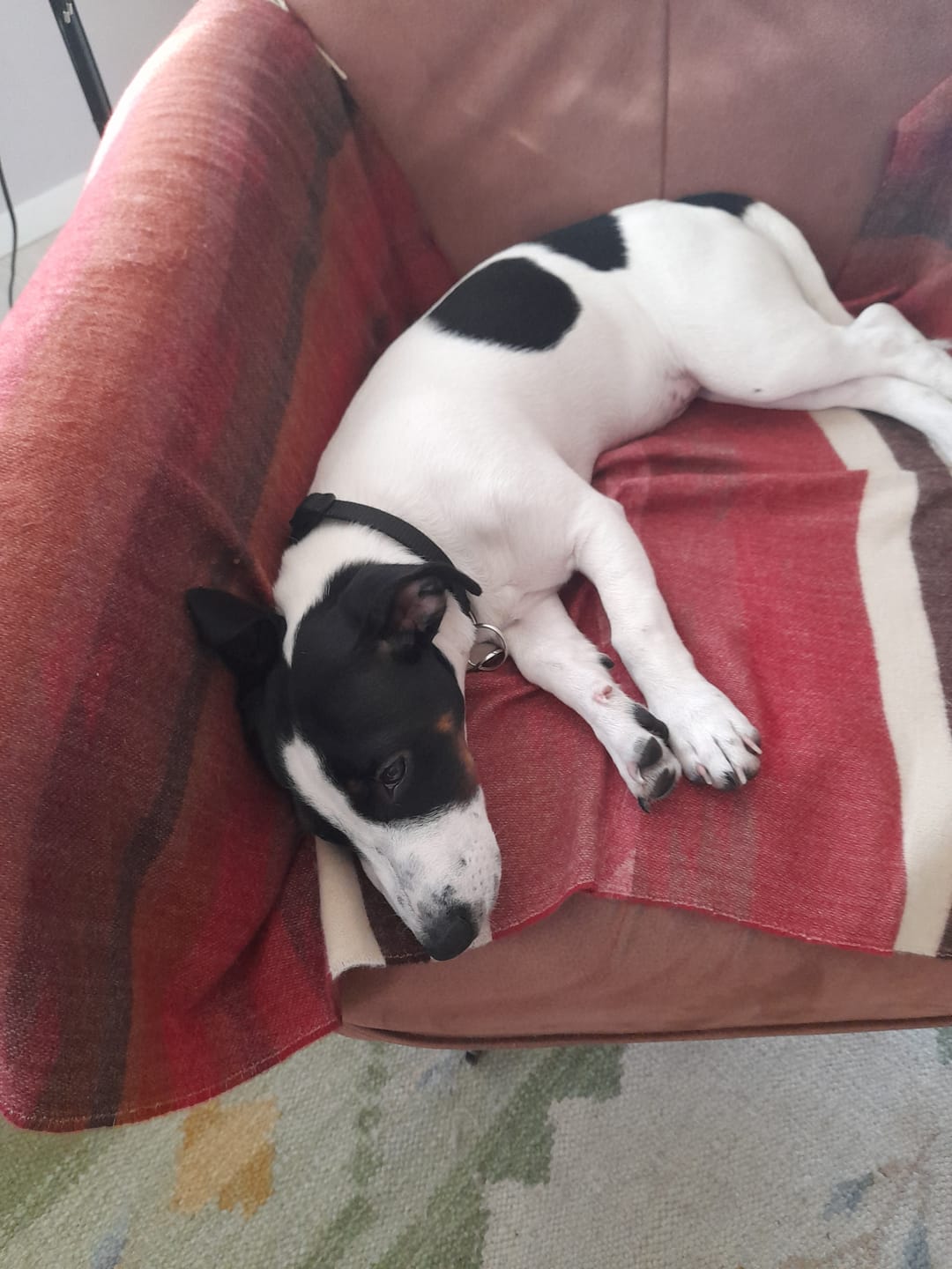 Customer photo review of Puppy - Kip met Kalkoen, Zalm, Zoete Aardappel & Wortel