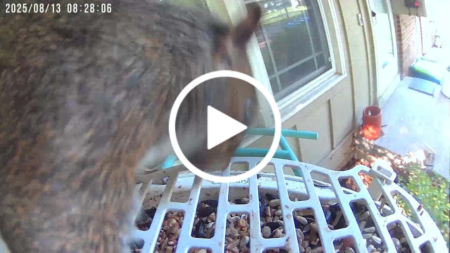Customer video review of Birdfy Bird Seed Guard