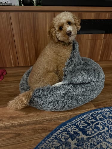 Customer photo review of PaWz Pet Cave Dog Bed - Removable Cover