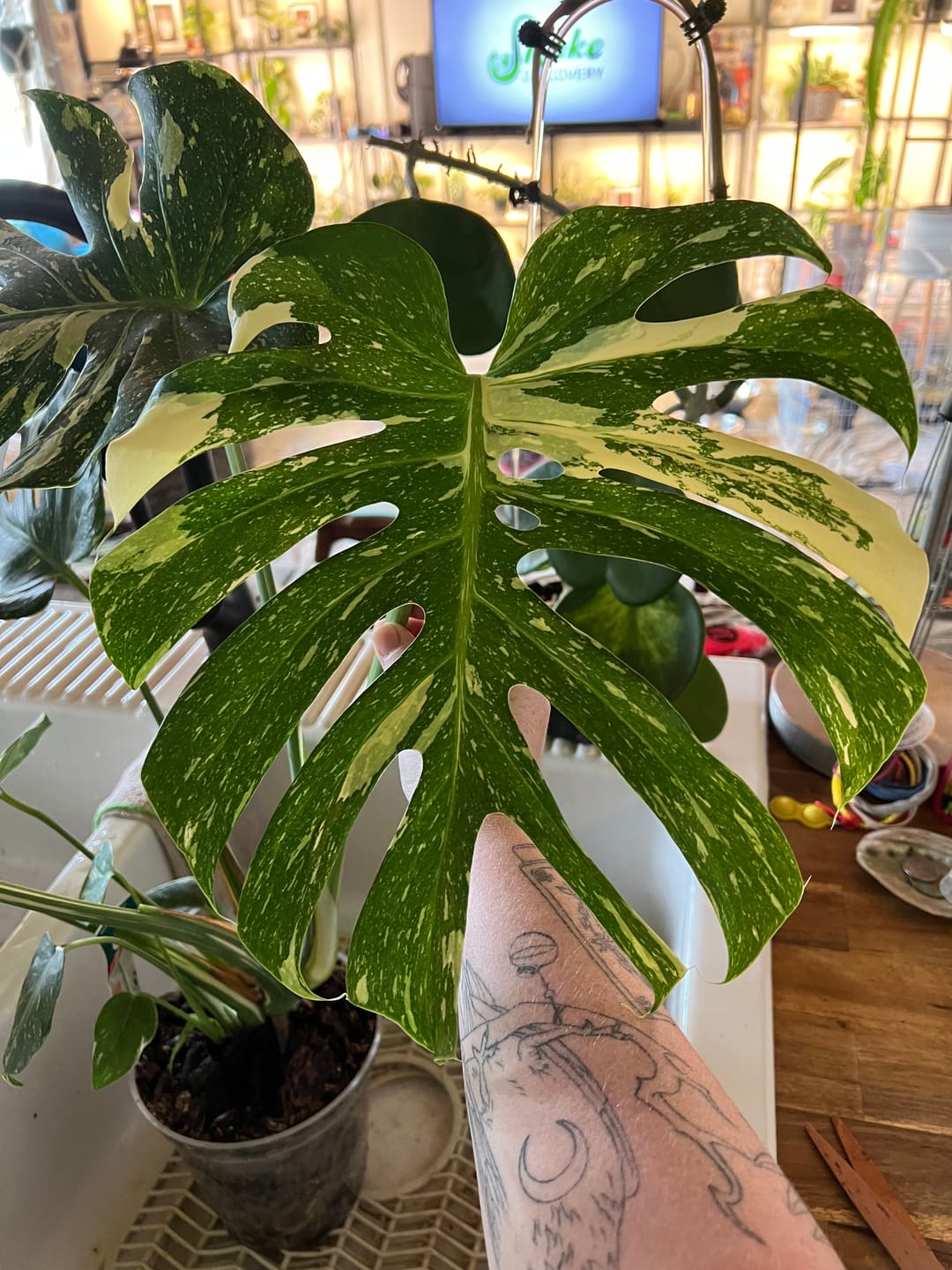 Customer photo review of Kelpy Food for Plants