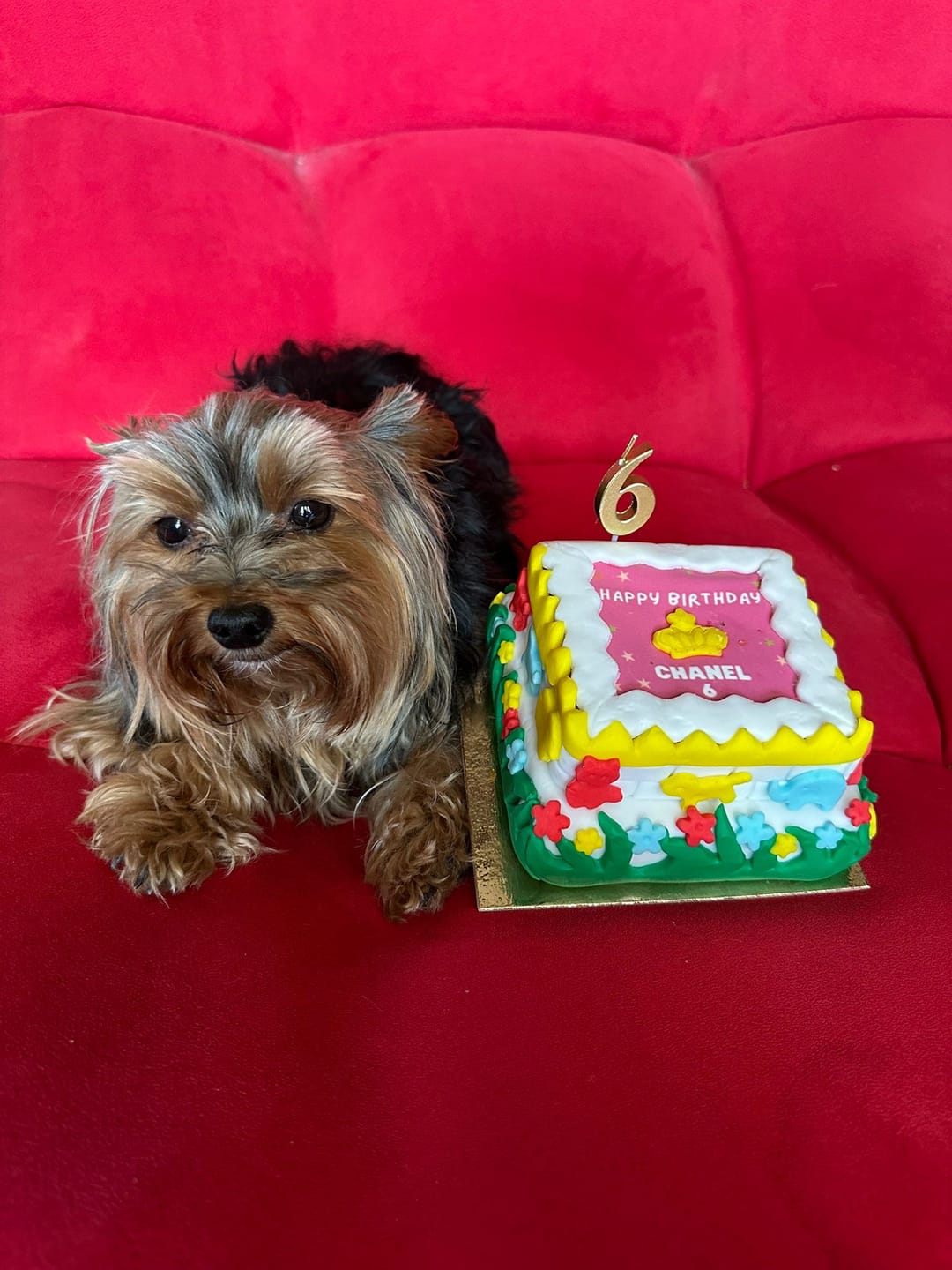 Customer photo review of Luxor per Lei Personalizzabile, Torta Per Cani Faraonica