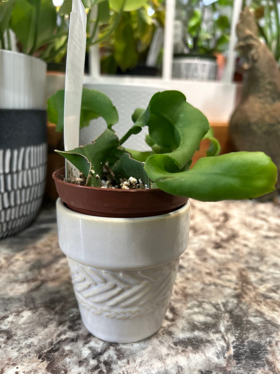 Customer photo review of Cactus Epiphyllum guatemalense f. monstrosa