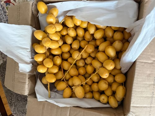 Customer photo review of Organic Yellow Barhi Dates (Khalal Barhi Dates)