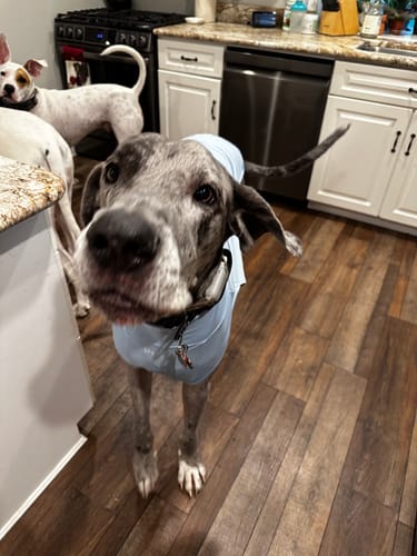 Customer photo review of Sunblock T-Shirt 3 Pack