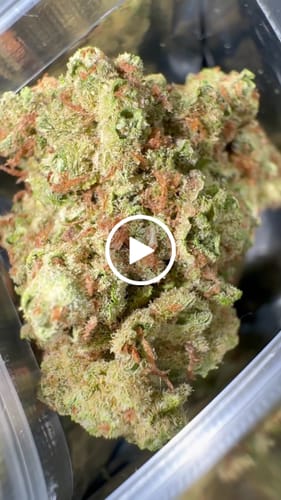 Customer video review of NYC Diesel THCA Flower