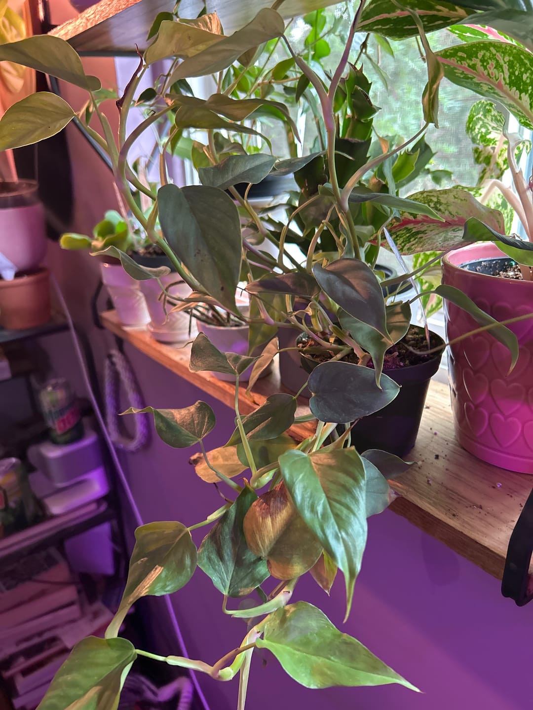 Customer photo review of Philodendron sp. 'Red Mini Machinatza'