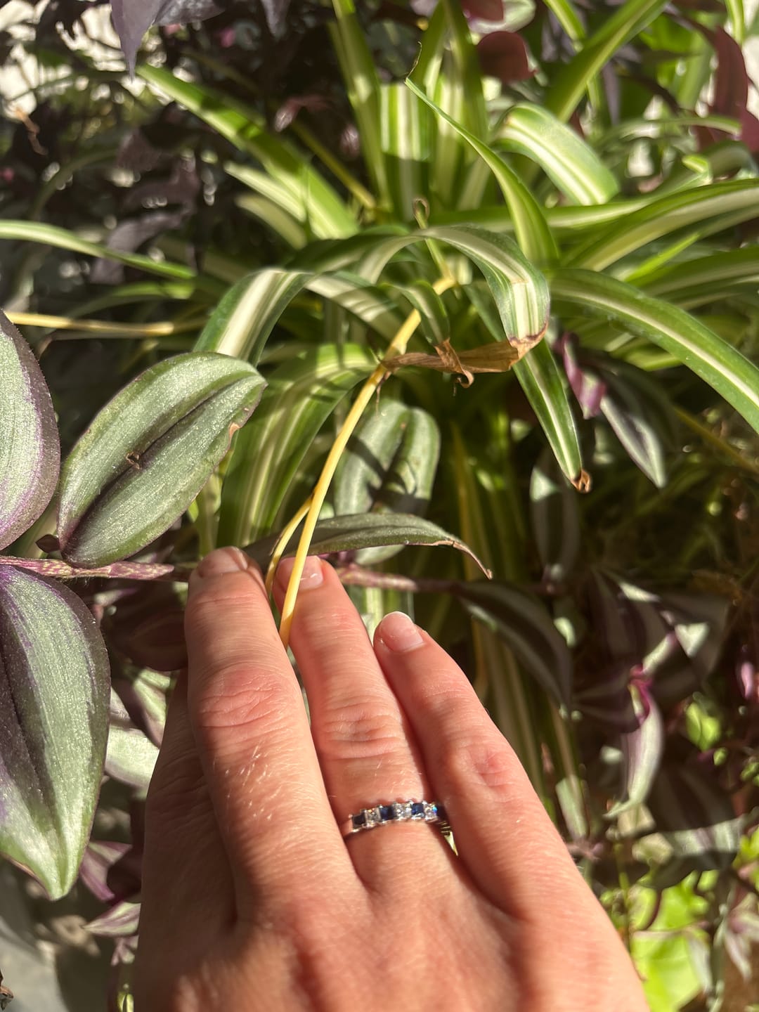 Customer photo review of Alternating Princess Moissanite And Sapphire Half Eternity Wedding Band Ring