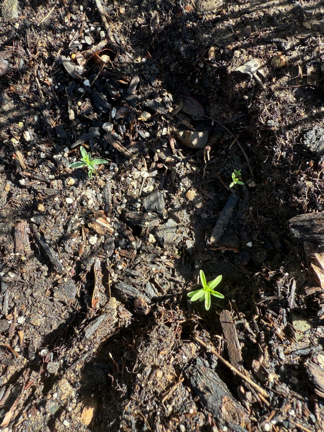 Customer photo review of Narrowleaf Milkweed Seeds - Asclepias fascicularis