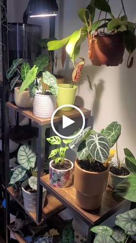 Customer video review of Pianta Grow Light and Stelo Clip-On Bulb Holder Bundle