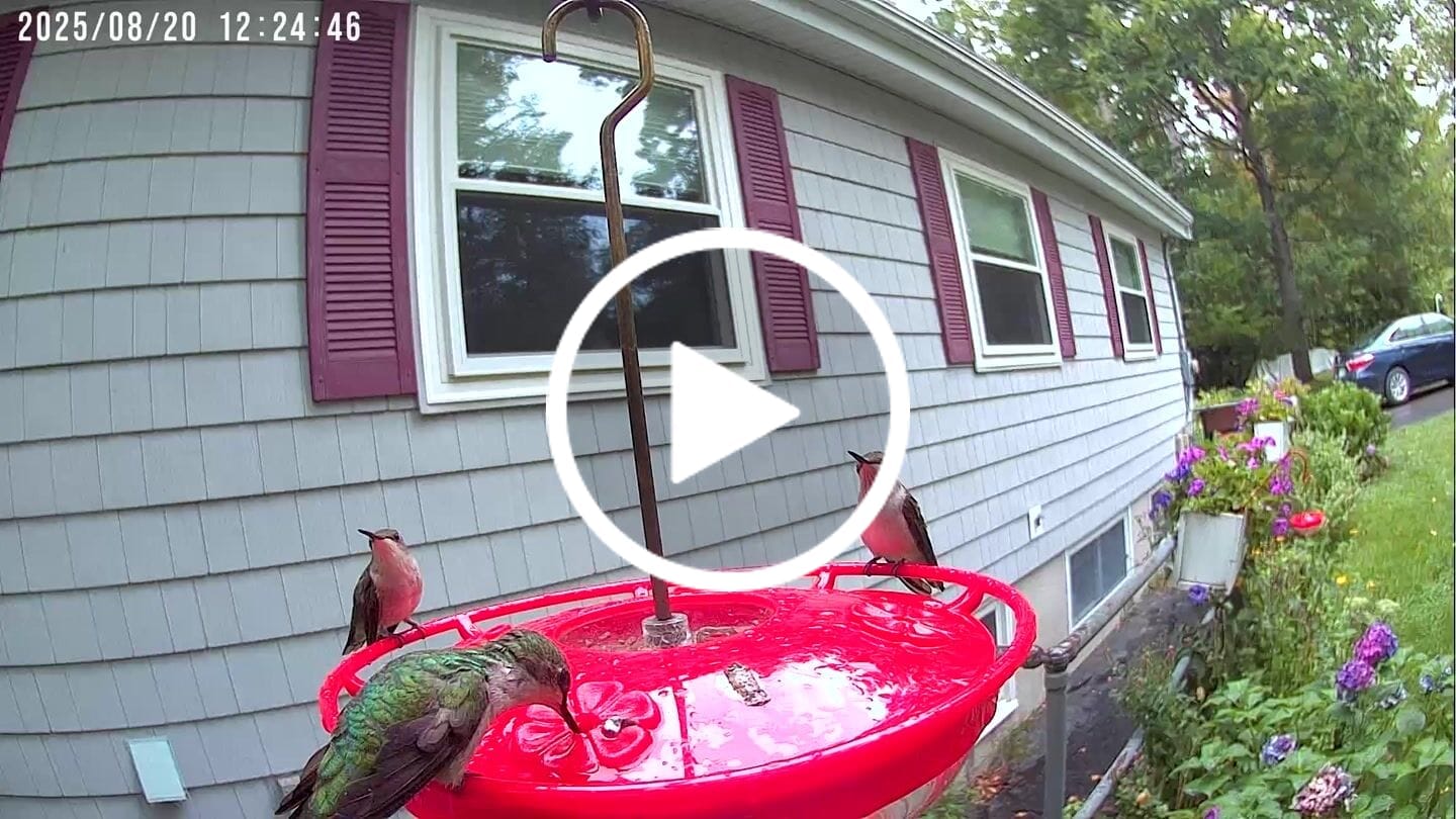 Customer video review of Birdfy Cam - Versatile Standalone Backyard Birdwatching Camera