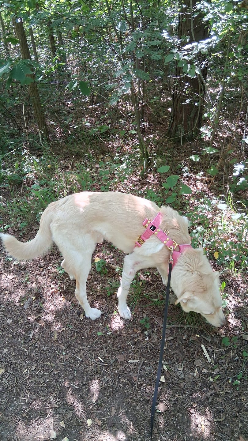 Customer photo review of Easy Walk Golden Candy Pink - Sele med handtag