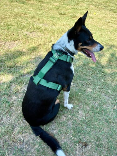 Customer photo review of Comfort Control No-Pull Dog Harness Set - Army Green