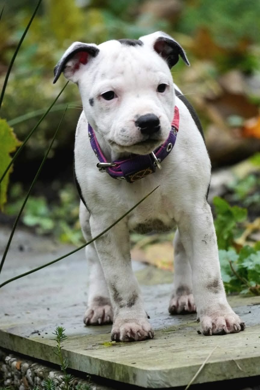 Customer photo review of Staffordshire Bull Terrier 1935® Puppy Collar & Leash Set - Purple & Neon Pink