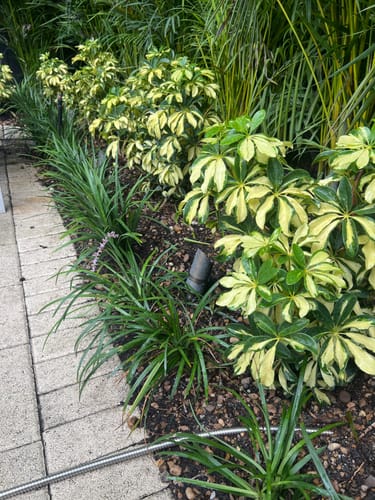 Customer photo review of Liriope