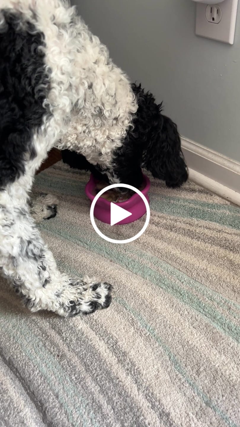 Customer video review of Freezflower Cup -  Frozen Treat Cup for Calm, Happy Dogs