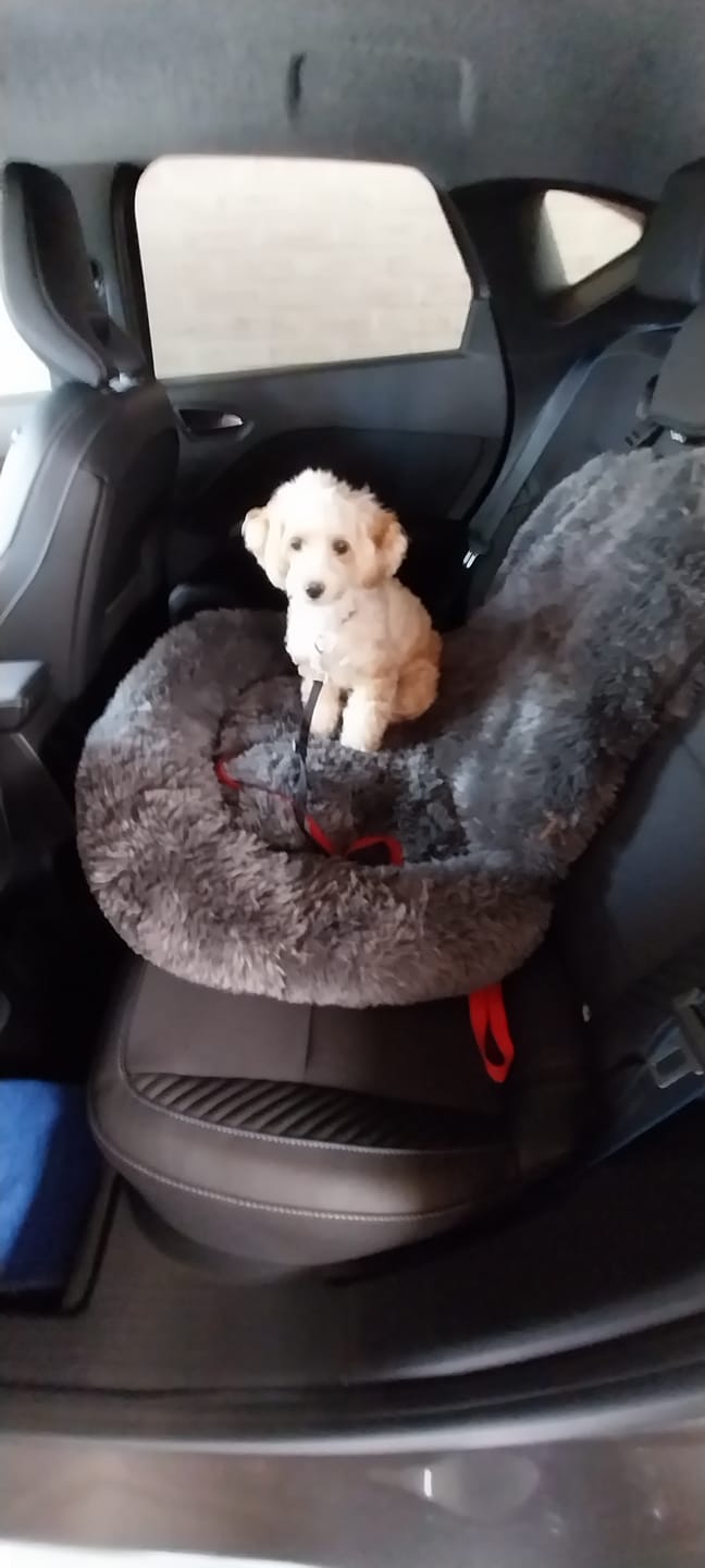 Customer photo review of Fluffy Orthopedische Autostoel (2-in-1)