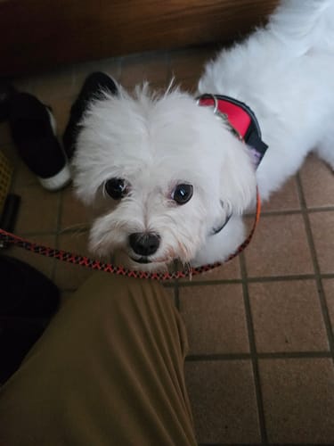 Customer photo review of FunFunPet 高機能ハーネス（お名前タグ作成サービス付き）