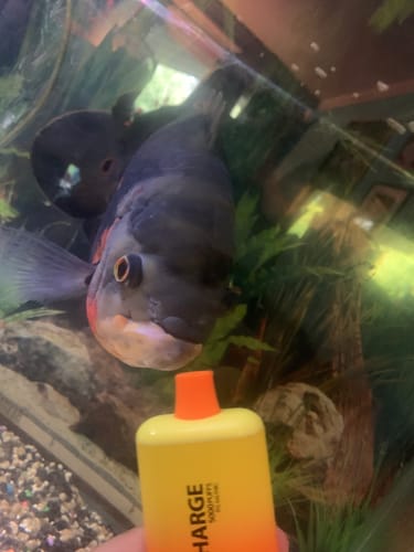 Customer photo review of Fume Recharge 5% Nic 5000 Puffs