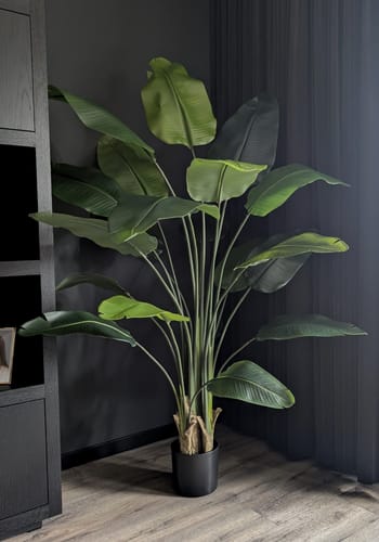 Customer photo review of Strelitzia Kunstplant 180cm