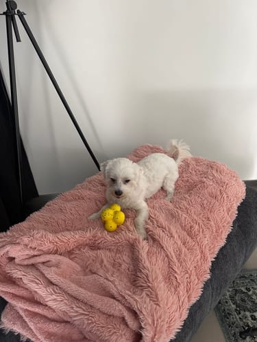 Customer photo review of Kauzauber-Ball