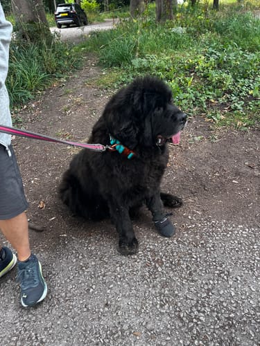 Julie J. review of 5cm Lighter Combat® Collar | With Handle Secure Clip - Turquoise x Orange image 1 out of 2