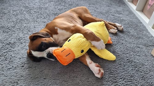 Customer photo review of Anti-Stress Ente