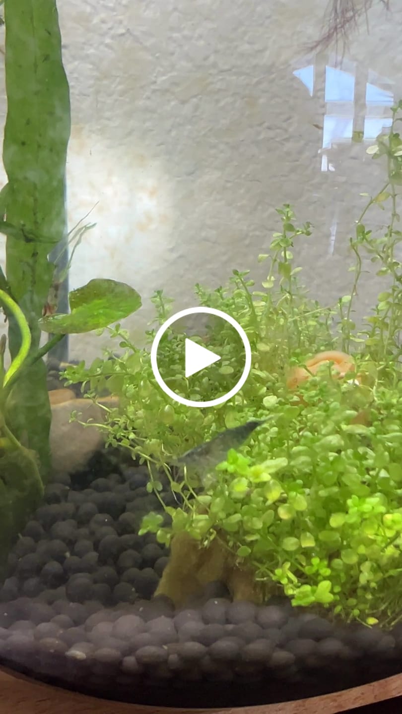 Customer video review of Green Jade Shrimp