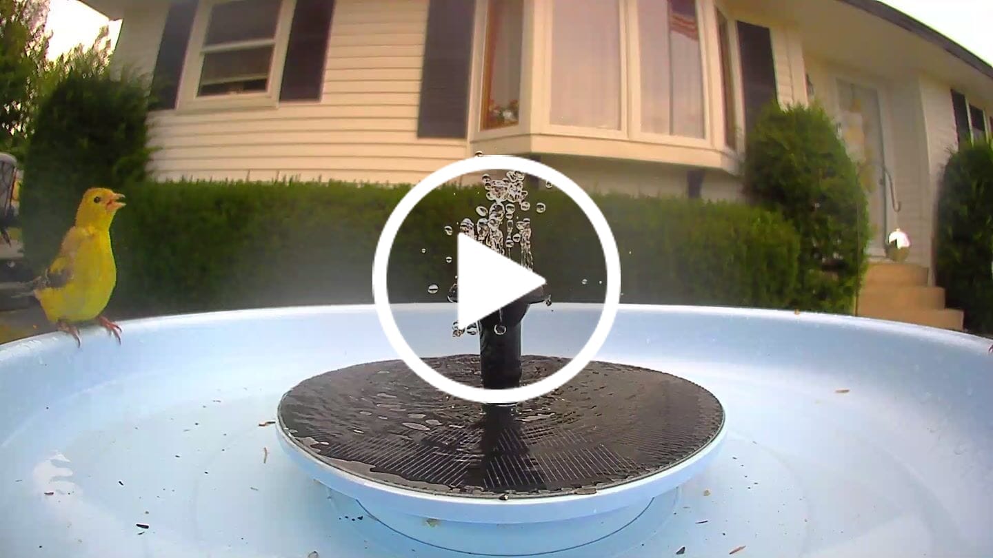Customer video review of Birdfy Bath Pro - Smart Bird Bath with Camera