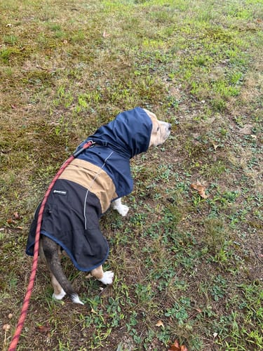 Customer photo review of Breatheshield™ Dog Raincoat - Blue Gold Black