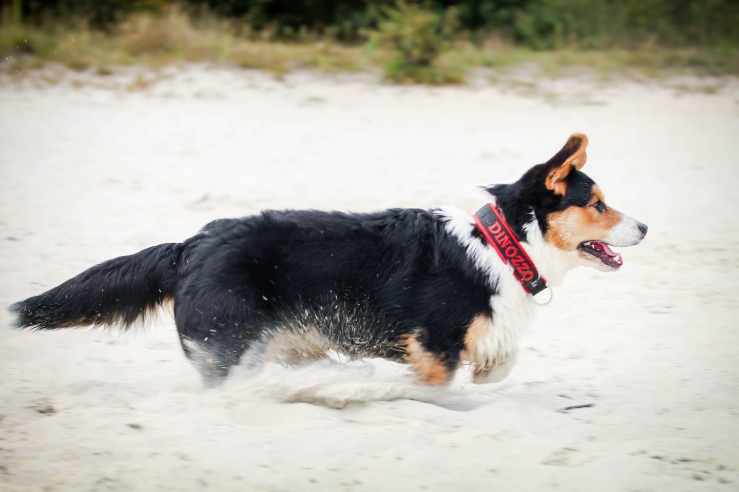 Customer photo review of Neoprene Dog Collar with Name - L | 4Kyon
