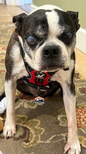 Customer photo review of Personalised Pet ID Tag
