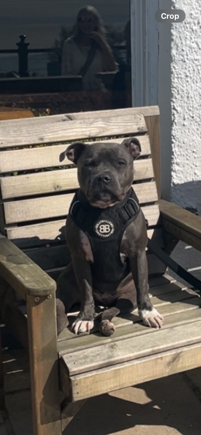 Customer photo review of Comfort Premium Harness | Non Restrictive - Black