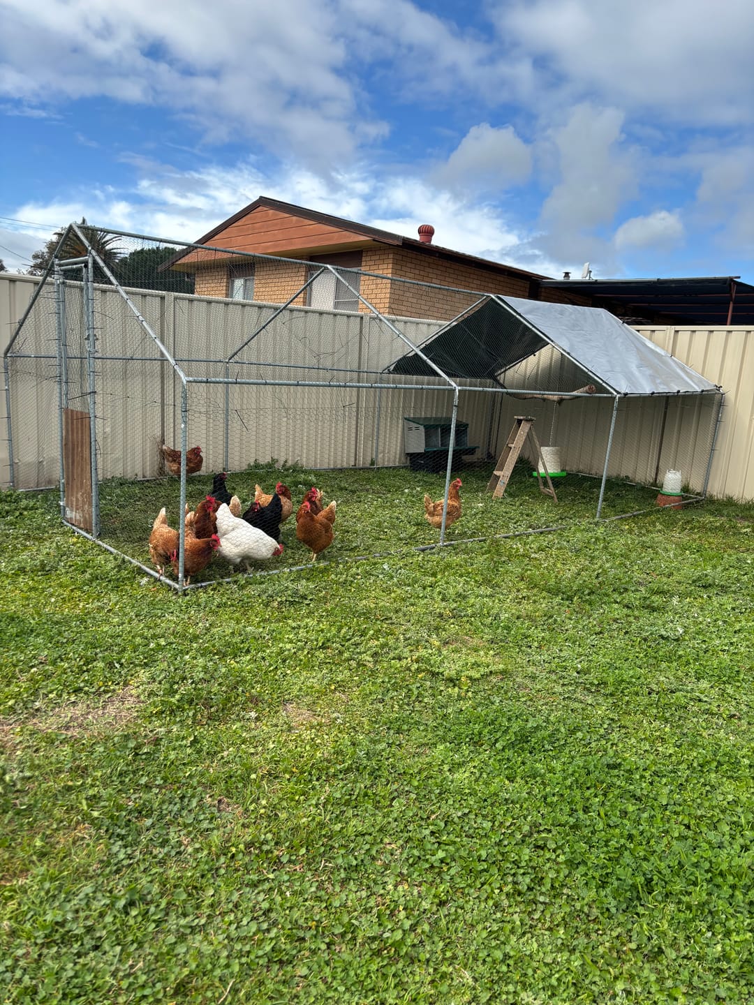 Customer photo review of Pets Gear Premium Large Walk In Chicken Coop