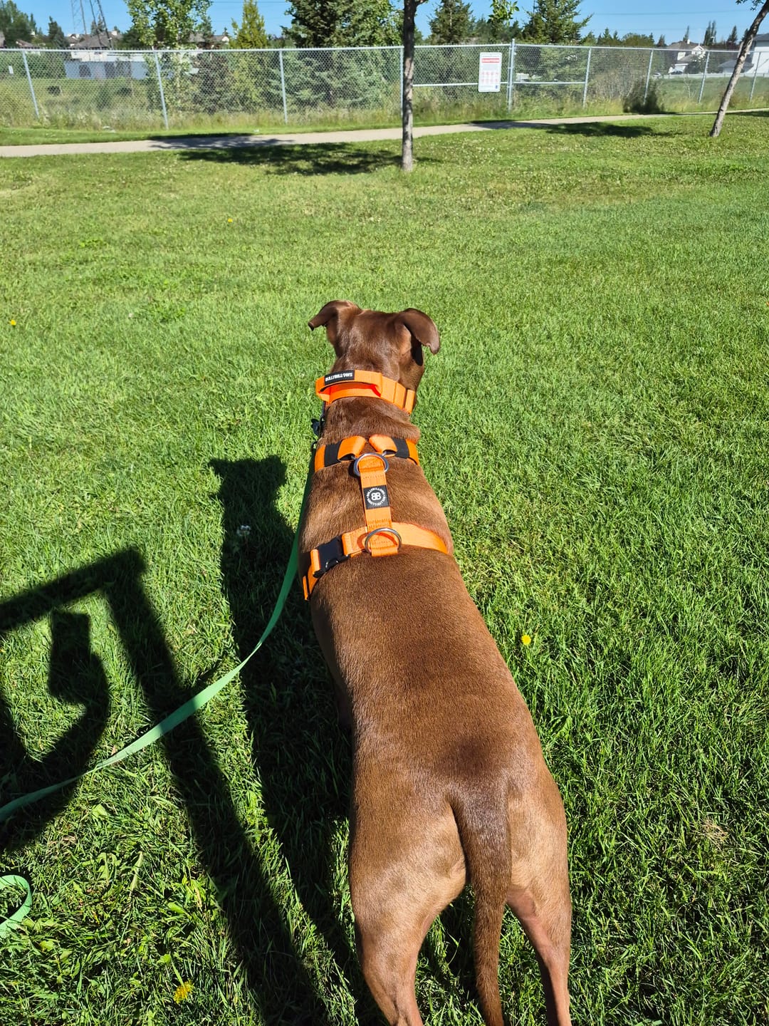 Customer photo review of 4cm Combat® Collar | Handle & Rated Clip - Orange