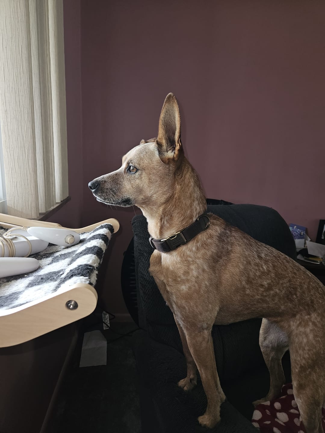 Customer photo review of Leather Dog Collar with Rustic Buckle